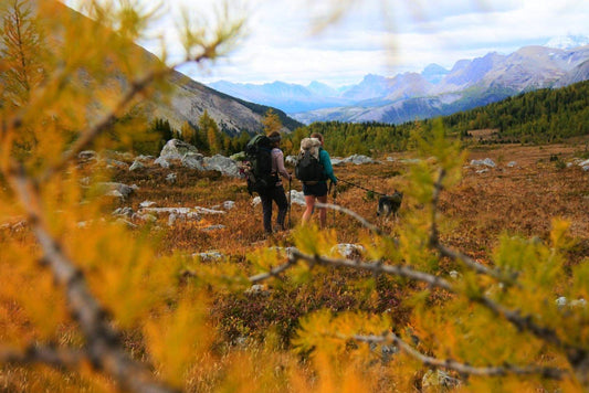 6 Of The Best Fall Hikes in Canmore & Surrounding Areas With Golden Larches
